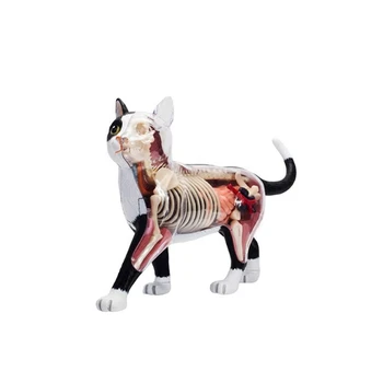 2X Gyvūnų organų anatomijos modelis 4D katės intelekto surinkimas Žaislų mokymo anatomijos modelis 