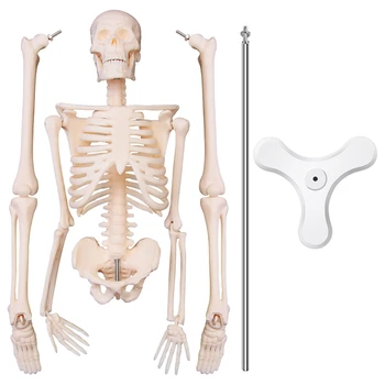 45CM Žmogaus anatominės anatomijos skeleto modelio plakatas 