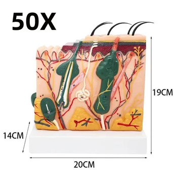 50X 35X Žmogaus odos ir plaukų struktūra Anatomija Anatomijos modelis PVC chirurgija Medicinos mokslas Mokymo ištekliai Dropshipping 