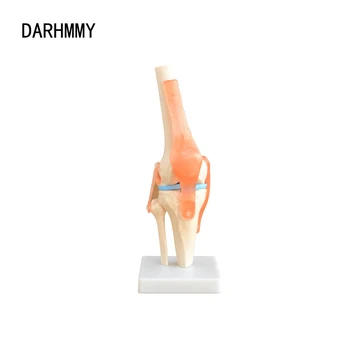 DARHMMY 1:1 Lankstus kelio sąnario modelis su raiščiais ir baziniu šlaunikauliu Blauzdikaulio ir šeivikaulio kaulų anatomijos modelis Medicinos mokymas