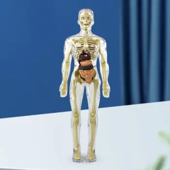 Gyvenimo dydis Kūno skeleto modelis Mokomoji medžiaga Modelis Tyrimo įrankiai Skeleto modelis Mokomieji žaislai Mokymasis