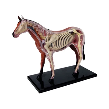 Gyvūnų organų anatomijos modelis 4D arklio intelekto surinkimas Žaislų mokymo anatomijos modelis 