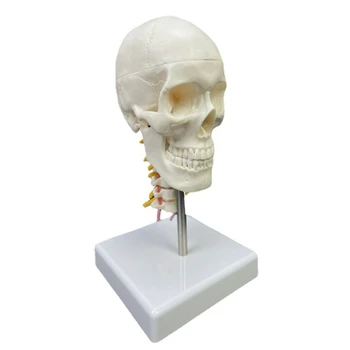 Kaukolės modelis Praktinis žmogaus galvos kaukolės anatominis modelis su kaklo slanksteliu