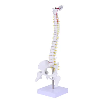 Modelio stuburo anatomija Žmogaus stuburo anatominiai modeliai Juosmens slankstelių treniruotė Kūno chiropraktikos demonstravimas