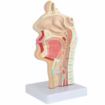 Modelis Nosies anatomija Anatominė žmogaus galva Gerklės nosis Medicinos mokymas Ertmės tyrimas Mokslinis burnos pusės ryklės sekcijos mod