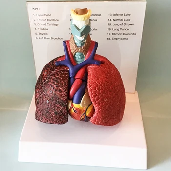 Žmogaus anatomija Gerklės širdis Plaučių modelis Gerklų trachėja Limfmazgių medicinos krūtinės chirurgijos mokymas